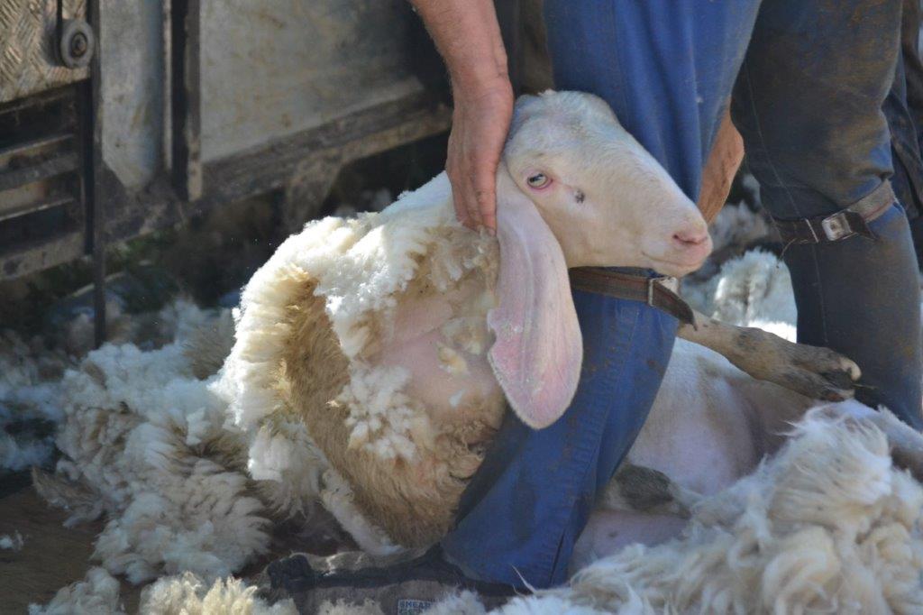 Tramando S'Innova: nuova vita alla lana, sviluppo per il territorio